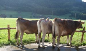 Auktion Giswil 3